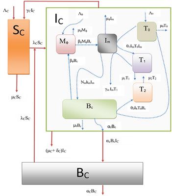 A nested multiscale model to study paratuberculosis in ruminants